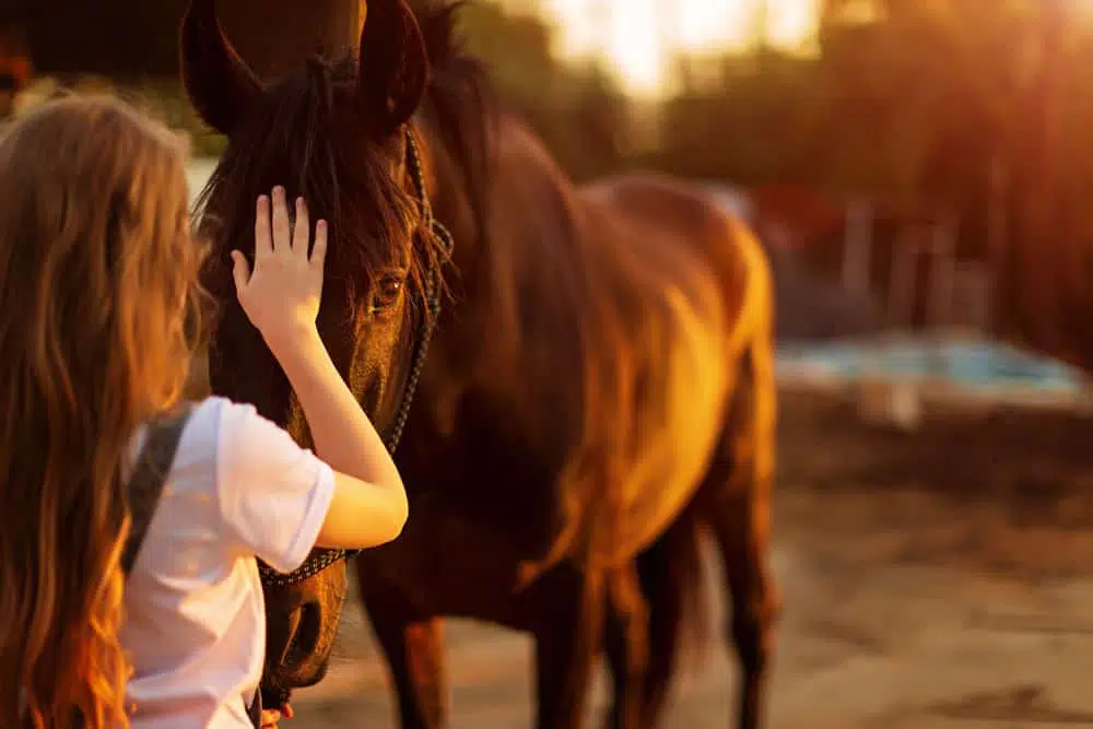 Un cheval deant une petite fille